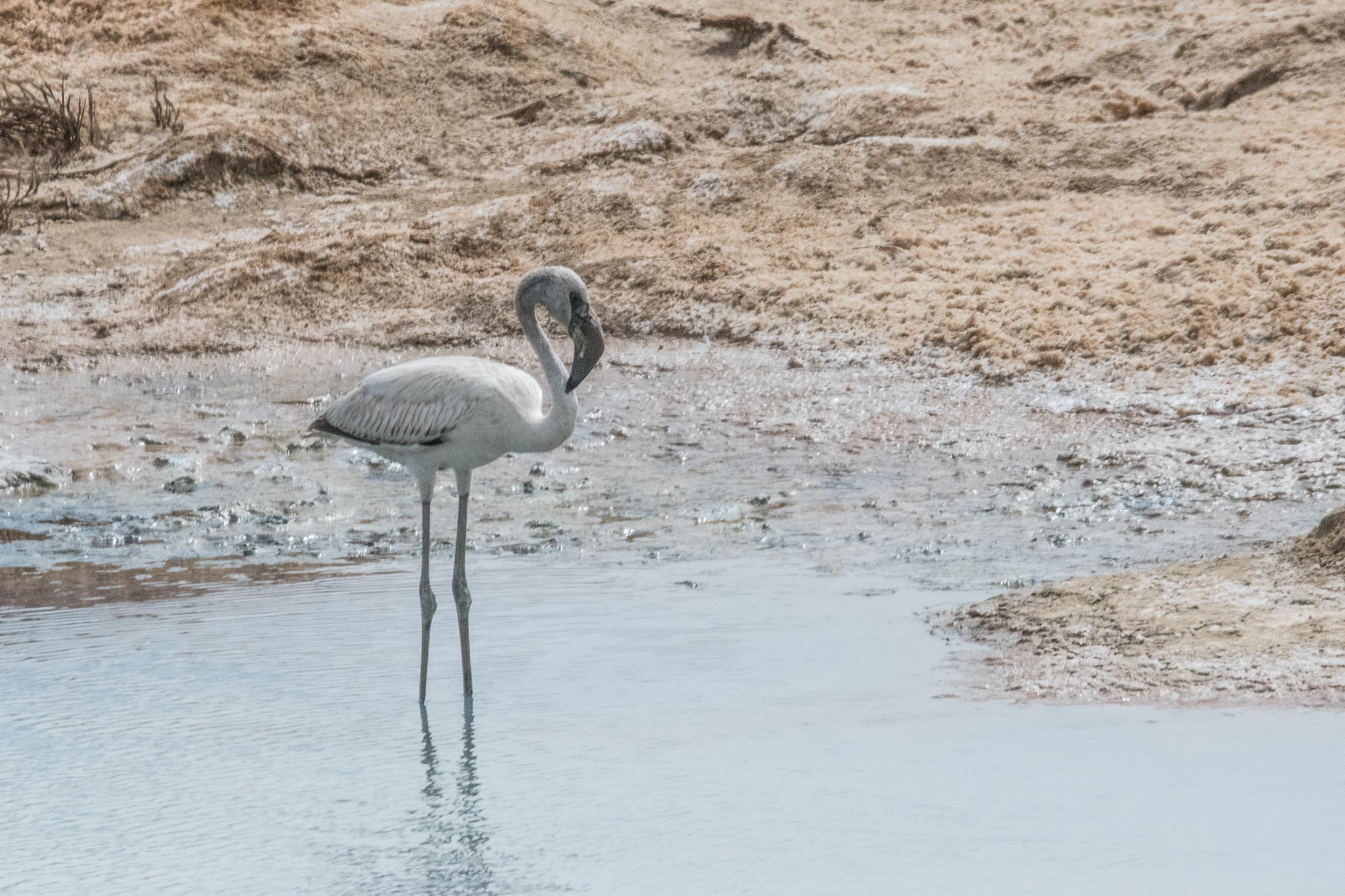 Flamant rose immature (Greater flamingo, Phoenicopterus roseus), Embouchure de la rivière Hoanib, Parc National de la Côte des Squelettes, Namibie.